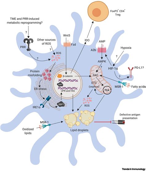 Dendritic Cell Metabolism And Function In Tumors Trends In Immunology