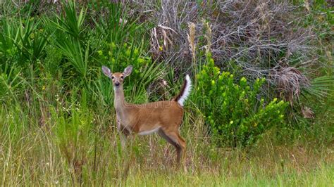Mammals Of The Florida Everglades White Tailed Deer Stock Image