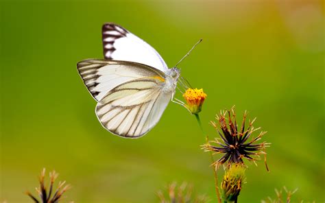 We did not find results for: White Butterfly Wallpaper 4K 8K | HD Wallpaper Background