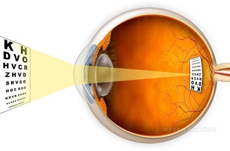 Normal Vision Emmetropic Eyeball Cross Section Illustration