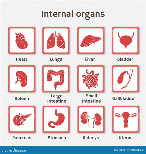 Infographics Set Of Icons With Human Organs Stock Image Image 31289841