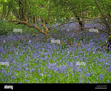 Blue And Violet Native English Bluebells Carpet The Understorey In