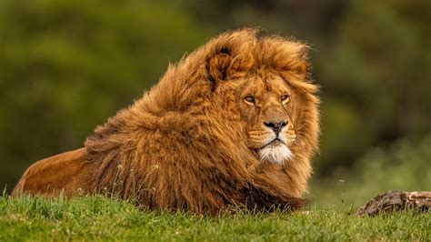 2560x1440 Adult Lion 1440p Resolution Hd 4k Wallpapersimages
