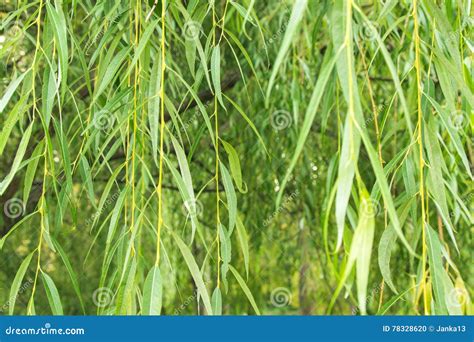 Hanging Branches Of Weeping Willow Stock Photo Image Of Leaves