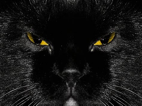 Wallpaper Black Cat ·① Wallpapertag