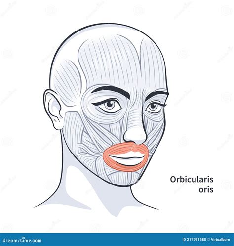 Female Facial Muscles Detailed Face Anatomy Vector Illustration Stock