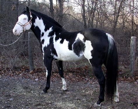 Horse Breeds American Paint Horse Beautiful Horses