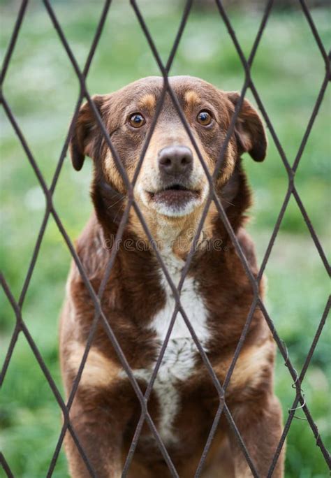Cute Dog Behind The Fence Stock Image Image Of Guarding 145782995