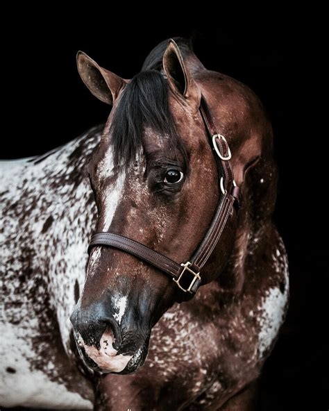 The Secret Pardon Appaloosa Quarter Horse Stallion Stableexpress