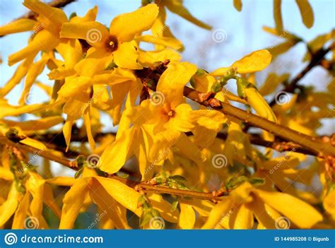 Flowering bulbs in arizona provide gardeners with a reliable source of color and interest; Yellow flowering bush, in spring. Photo about beautiful ...