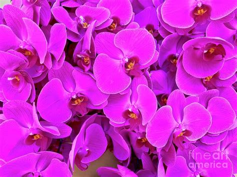 Magenta Orchids Pic 1