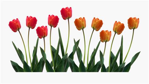 Row Of Flowers Clipart Tulips Png Transparent Background Free