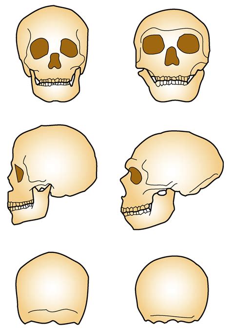 Atractivo Neandertal Principia