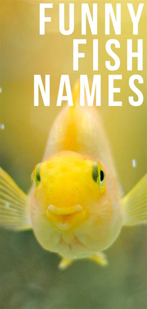 Funny Fish Names Hilarious Ideas For Naming Your Fish