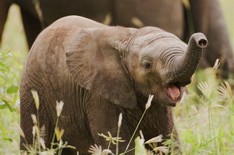 Treknature Baby African Elephant Photo