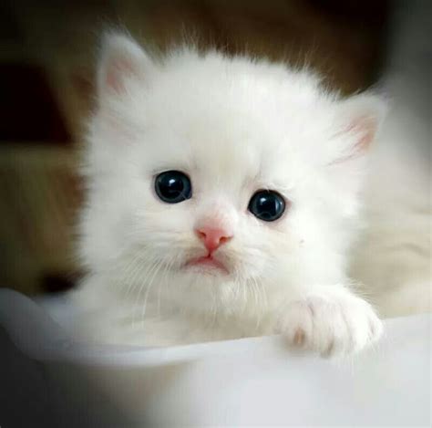 White Kitten Cutie Kittens And Puppies Cute Cats And Kittens Kittens
