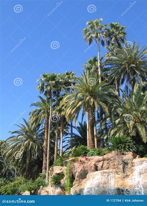 Paradise Palm Trees And Waterfall Stock Photo Image Of Gulf Vegas 172704