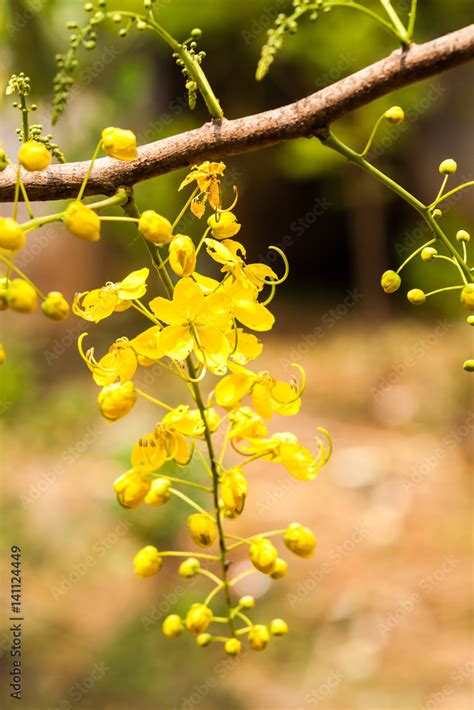 Kanikkonna Golden Shower Cassia Fistula Bloom In Tree This Flower