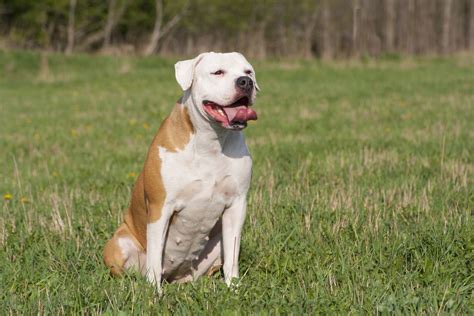 Accurate content you can trust, spreading knowledge on the animal kingdom, and giving back. American Bulldog › Hunde-Info.de