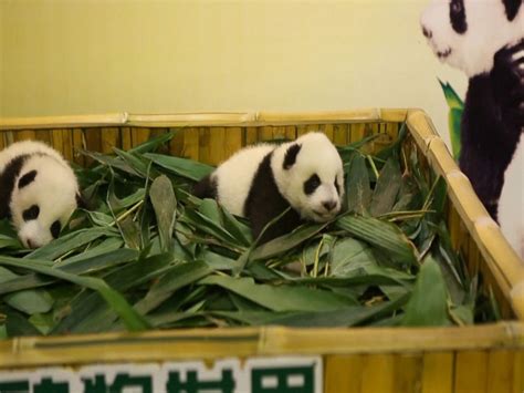 Baby Giant Panda Twins Make Debut Video Abc News