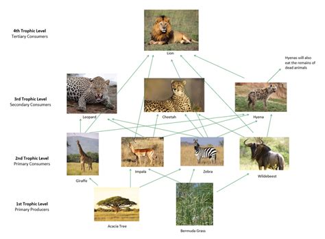 A food chain starts with a producer (which obtains energy. Zoologist - African Grasslands