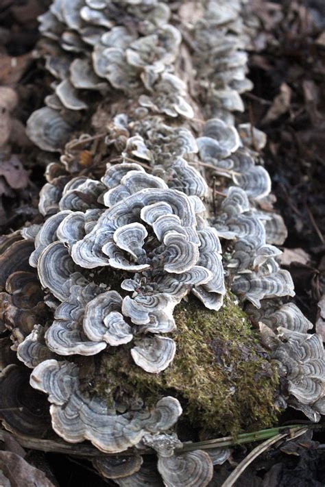 how to grow turkey tail mushrooms indoors wsmbmp