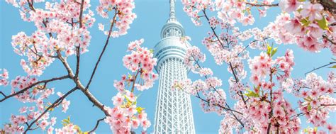 How To See Japans Cherry Blossoms Up Close Times Expert