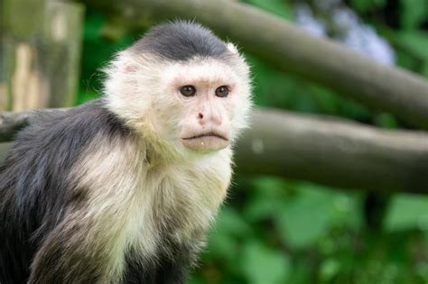 Capuchin Monkey Free Stock Photo Public Domain Pictures