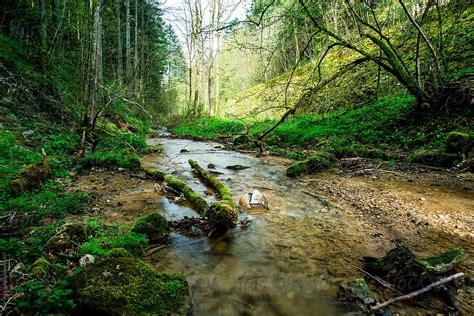 Small Creek Inside Forest In Spring At Linn By Stocksy Contributor