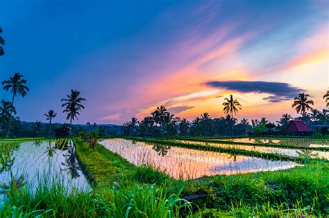 Sunrise Over Rice Fields In Ubud Bali Stock Photo Download Image Now