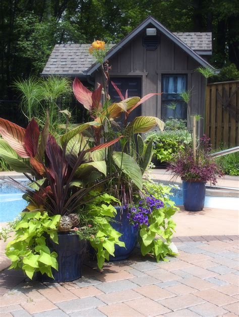Tropical Container Gardens Potato Vine Pool House Canna Lilies In