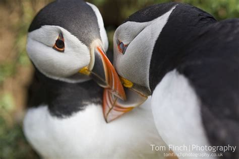 Pin On Puffins