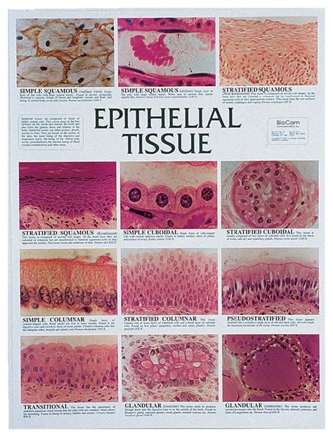 Epithelial Tissue With Label Tissues Identify Descriptions Labeled