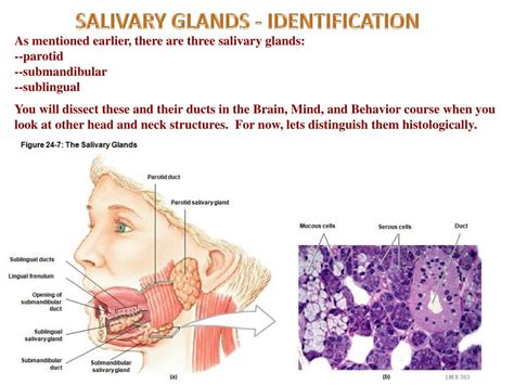 Ppt Oral Cavity Tongue Salivary Glands Digital Laboratory