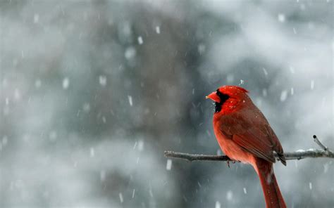 Male Cardinal In Snow Hd Desktop Wallpaper Widescreen High