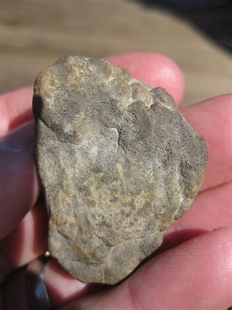 Mystery fossil (?) for crowd-sourced identification - Mountain Beltway - AGU Blogosphere