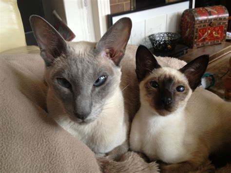 Blue Point Siamese And Seal Point Kitten Cats Cats And