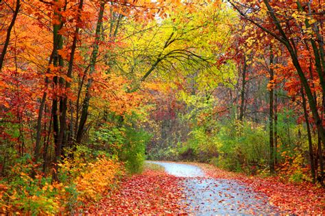 Fall Colors When To See The Best Foliage In Your Area