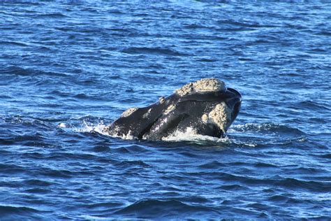 Southern Right Whale Facts