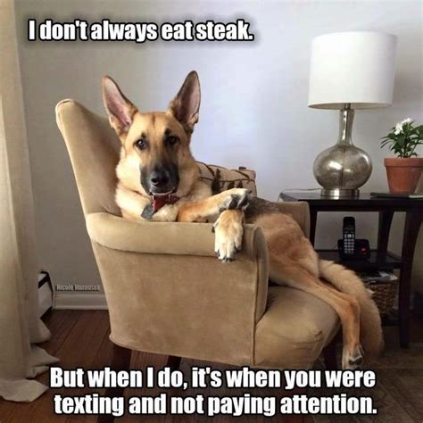 55 Funny Memes Of German Shepherds That Will Make You Laugh All Day