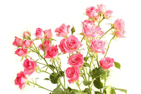 Bouquet Of Small Pink Roses Isolated On White Background Stock Image