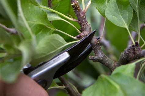 Summer pruning summer pruning inhibitsgrowth so now is the best time to maintain a tree's shape and to keep the tree to a reasonable size for netting and harvesting. How to Prune Apple Trees in Summer| gardenersworld.com ...