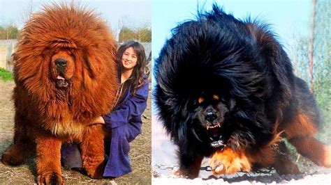 Most Expensive Dog Breeds In The World Youtube