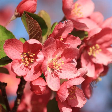 Red Crabapple Blossoms Close Up Picture Free Photograph Photos