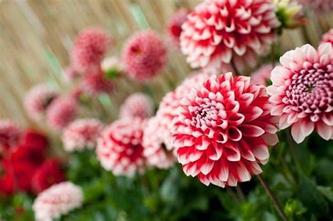The flowers are richly honey. 21 Plants That Bloom All Summer Long in 2020 | Summer ...