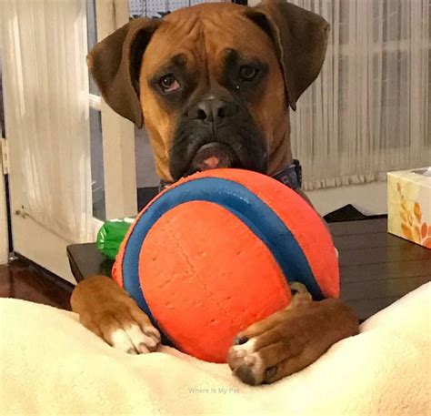 Boxer Dog Funny Face Momments Follow Us To See More Recetas