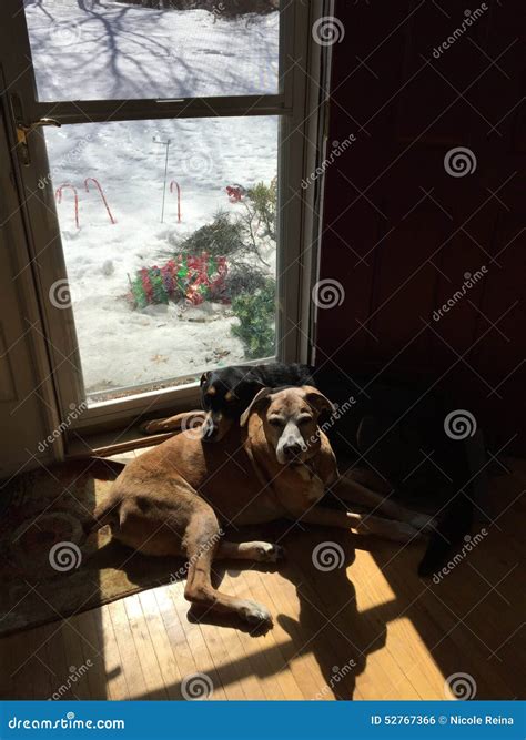 Two Dogs Cuddling At Home Stock Photo Image Of Home 52767366