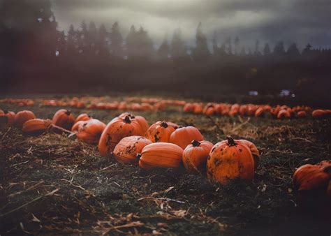 Autumn Pumpkin Field Desktop Wallpapers Wallpaper Cave