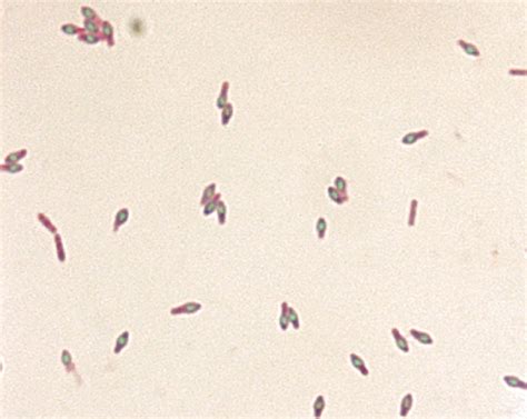 Introduction To Microbiology Atcc