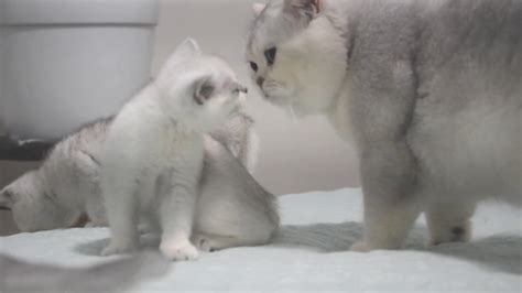 Father Cat Joy Meets His Baby Cats First Time Silver Chinchilla